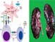 ITP Idiopathic Thrombocytopenic Acupuncture Herbal Medicine Treatment Cure Articles, Submit ITP Idiopathic Thrombocytopenic Acupuncture Herbal Medicine Treatment Cure Articles