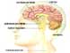 Parkinson Acupuncture Herbal Medicine Treatment Cure Articles, Submit Parkinson Acupuncture Herbal Medicine Treatment Cure Articles